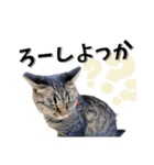 ばーん家のにゃんこ達（個別スタンプ：15）