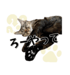 ばーん家のにゃんこ達（個別スタンプ：17）