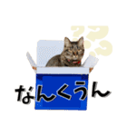 ばーん家のにゃんこ達（個別スタンプ：21）