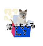 ばーん家のにゃんこ達（個別スタンプ：22）