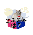 ばーん家のにゃんこ達（個別スタンプ：23）