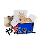 ばーん家のにゃんこ達（個別スタンプ：24）