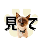 ばーん家のにゃんこ達（個別スタンプ：25）