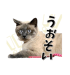 ばーん家のにゃんこ達（個別スタンプ：26）