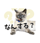 ばーん家のにゃんこ達（個別スタンプ：27）