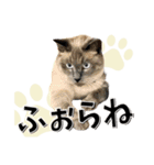 ばーん家のにゃんこ達（個別スタンプ：28）