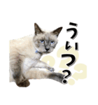 ばーん家のにゃんこ達（個別スタンプ：29）