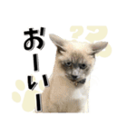 ばーん家のにゃんこ達（個別スタンプ：31）