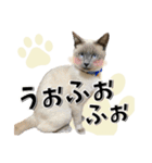 ばーん家のにゃんこ達（個別スタンプ：32）