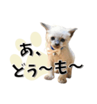 ばーん家のにゃんこ達（個別スタンプ：33）