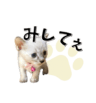 ばーん家のにゃんこ達（個別スタンプ：34）