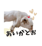 ばーん家のにゃんこ達（個別スタンプ：36）
