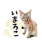 ばーん家のにゃんこ達（個別スタンプ：37）