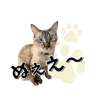 ばーん家のにゃんこ達（個別スタンプ：38）