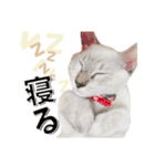 ばーん家のにゃんこ達（個別スタンプ：39）