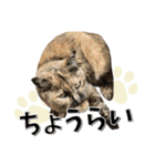 ばーん家のにゃんこ達（個別スタンプ：40）