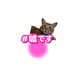 ソマリ猫のマーニ（個別スタンプ：18）