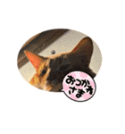 ソマリ猫のマーニ（個別スタンプ：21）