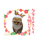 きなことあんこ10（個別スタンプ：1）