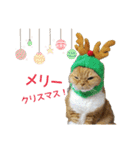 きなことあんこ10（個別スタンプ：11）