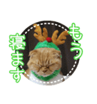 きなことあんこ10（個別スタンプ：16）