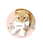 きなことあんこ10（個別スタンプ：19）
