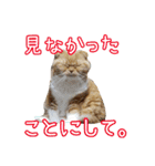 きなことあんこ10（個別スタンプ：20）