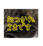 きなことあんこ10（個別スタンプ：25）