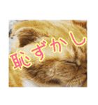 きなことあんこ10（個別スタンプ：28）