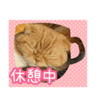 きなことあんこ10（個別スタンプ：29）