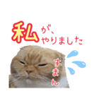 きなことあんこ10（個別スタンプ：33）