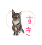 きなことあんこ10（個別スタンプ：35）