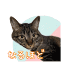 きなことあんこ10（個別スタンプ：37）