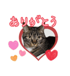 きなことあんこ10（個別スタンプ：40）