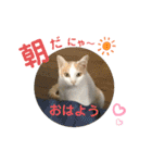 cutecat し～ちゃん     猫の日！（個別スタンプ：5）