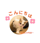 cutecat し～ちゃん     猫の日！（個別スタンプ：6）