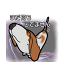 バセットハウンド(犬) 48（個別スタンプ：20）