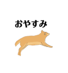 柴犬のゆるいイラスト（個別スタンプ：1）