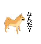 柴犬のゆるいイラスト（個別スタンプ：4）