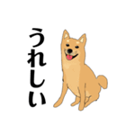 柴犬のゆるいイラスト（個別スタンプ：5）