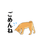 柴犬のゆるいイラスト（個別スタンプ：6）