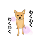 柴犬のゆるいイラスト（個別スタンプ：7）