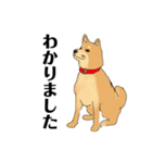 柴犬のゆるいイラスト（個別スタンプ：12）