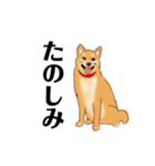 柴犬のゆるいイラスト（個別スタンプ：13）