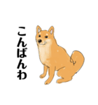 柴犬のゆるいイラスト（個別スタンプ：14）