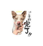 ボーダーコリー「ヒカセナ」①（個別スタンプ：3）