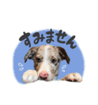 ボーダーコリー「ヒカセナ」①（個別スタンプ：6）