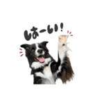 ボーダーコリー「ヒカセナ」①（個別スタンプ：9）