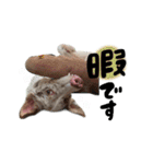 ボーダーコリー「ヒカセナ」①（個別スタンプ：24）