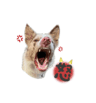 ボーダーコリー『ヒカセナ』②（個別スタンプ：20）